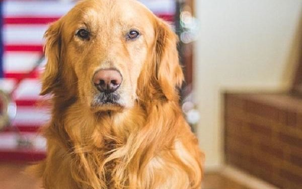 Quels sont les animaux les plus gentils ?