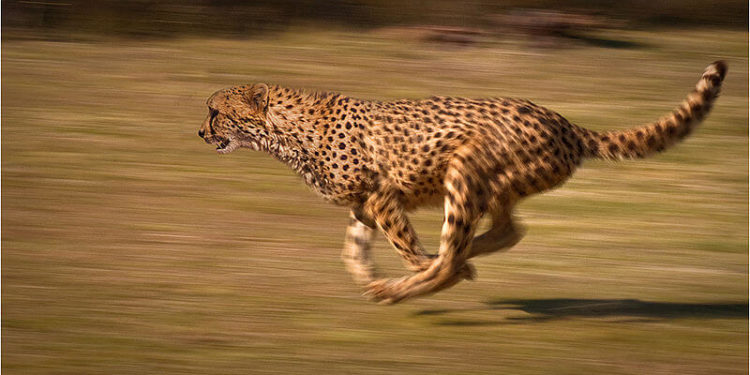 Quel est l'animal le moins rapide au monde ?