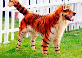 Quel est le lion le plus beau du monde ?