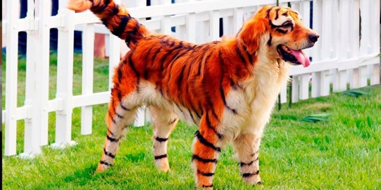 Quel est le lion le plus beau du monde ?