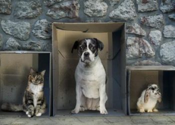 Quels sont les animaux familiers ?