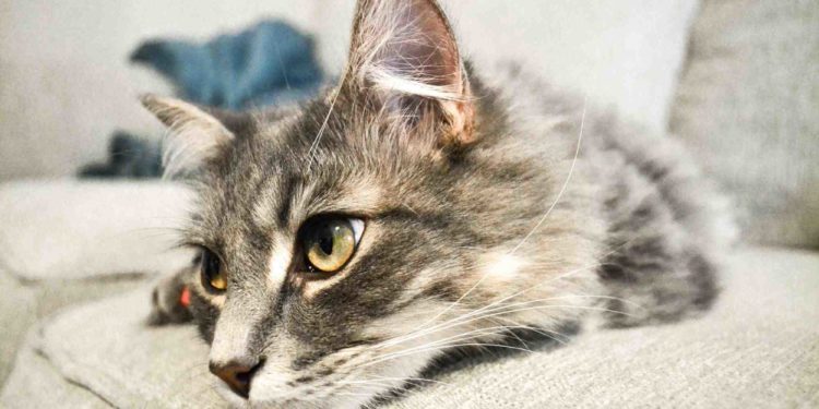 Quel animal est le moins contraignant ?