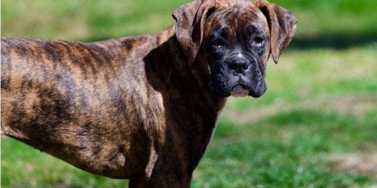 Quelles sont les caractéristiques des carnivores ?