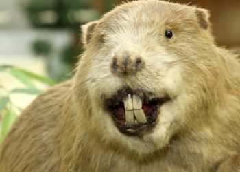 Quel est l'animal le plus connu au Canada ?