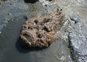 Quels sont les poissons dangereux pour l'homme ?