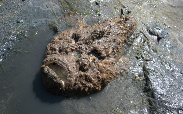 Quels sont les poissons dangereux pour l'homme ?