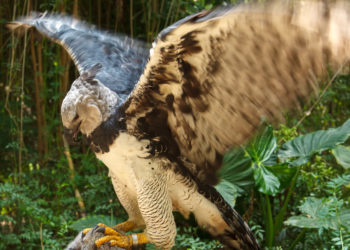 Quel est l'animal le plus puissant du monde ?