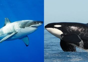 Quel est le plus grand prédateur de l'océan ?