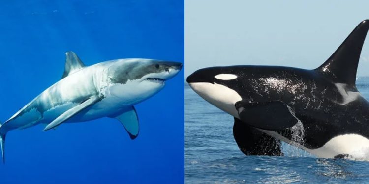 Quel est le plus grand prédateur de l'océan ?