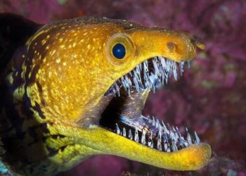 Quel animal a 42 dents ?