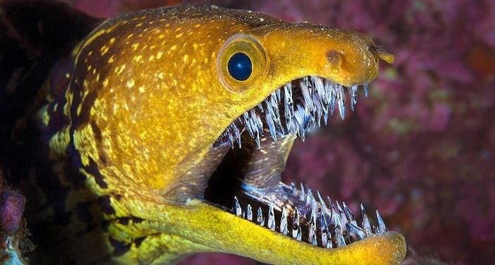 Quel animal a 42 dents ?