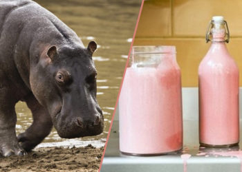 Pourquoi le lait de l'hippopotame est rose ?