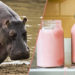 Pourquoi le lait de l'hippopotame est rose ?