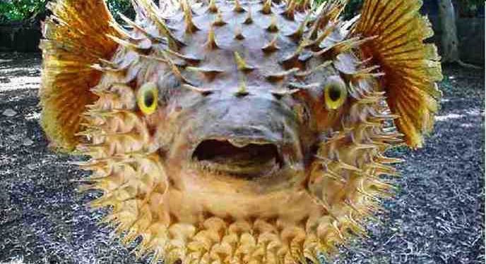 Quel est le nom du poisson qui gonfle ?