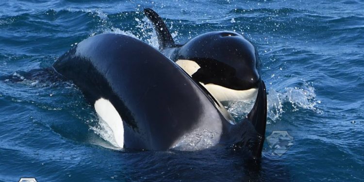 Est-ce que les orques sont agressifs ?