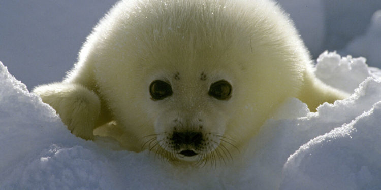 Quel est le plus bel animal du monde ?