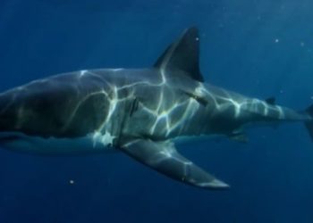 Quel est le plus grand prédateur marin actuellement ?
