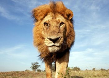 Quels sont les animaux les plus dangereux du monde ?