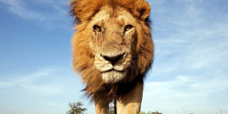 Quels sont les animaux les plus dangereux du monde ?