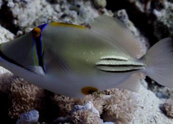 Quels poissons en Méditerranée ?