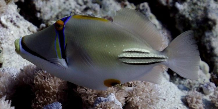 Quels poissons en Méditerranée ?