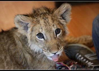 Quel est l'animal le plus beau de la savane ?