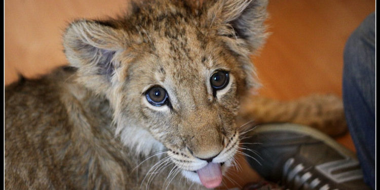 Quel est l'animal le plus beau de la savane ?