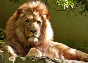 Pourquoi on dit que le lion est le roi de la jungle ?