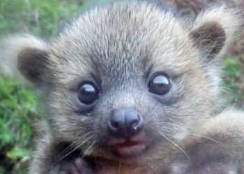 Quelle est l'animal le plus mignon ?