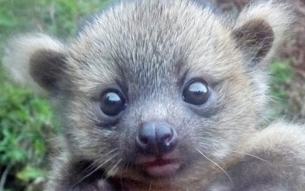 Quelle est l'animal le plus mignon ?