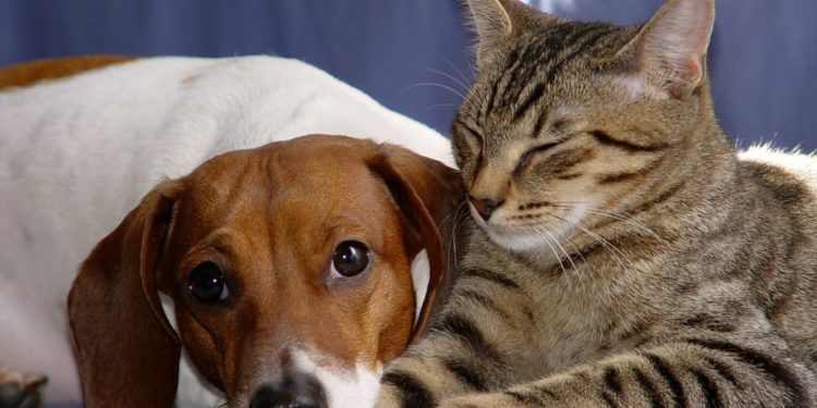 Qui est le plus affectueux entre un chat et un chien ?