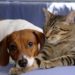 Qui est le plus affectueux entre un chat et un chien ?