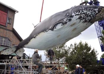 Quelle est la plus grande baleine du monde entier ?