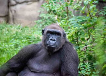 Comment vivent les animaux dans la forêt ?