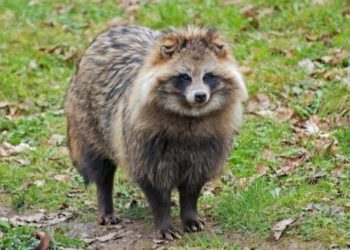 Quel animal ressemble à un raton laveur ?