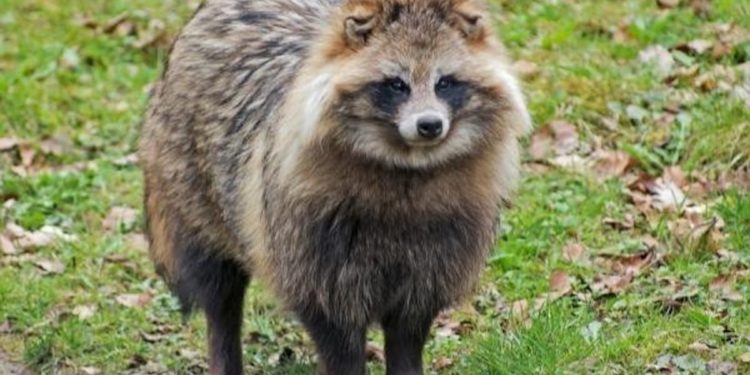 Quel animal ressemble à un raton laveur ?