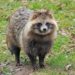 Quel animal ressemble à un raton laveur ?