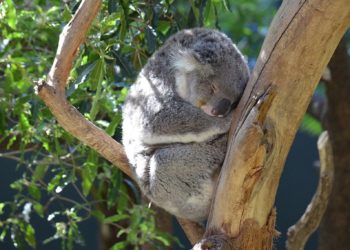 Quel est l'animal le plus gros de la planète ?