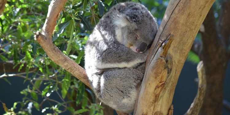 Quel est l'animal le plus gros de la planète ?