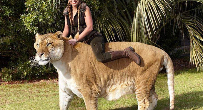 Quel animal pèse 2 tonnes ?