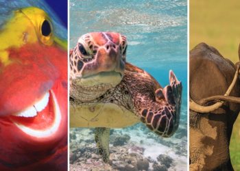 Quand les animaux nous font rire ?