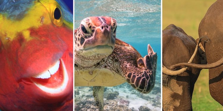 Quand les animaux nous font rire ?