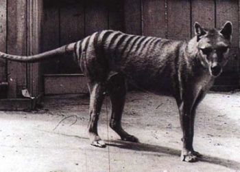 Quels sont les animaux qui ont disparu ?