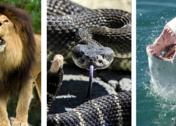 Quel est le mammifère le plus dangereux du monde ?