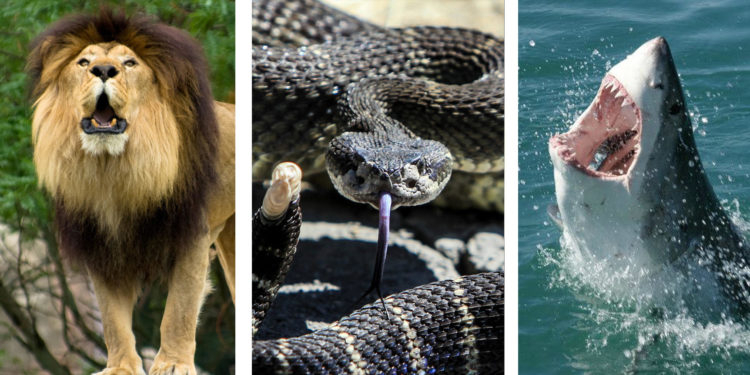 Quel est le mammifère le plus dangereux du monde ?