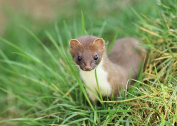 Quelle est la différence entre une Hermine et une belette ?