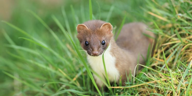 Quelle est la différence entre une Hermine et une belette ?