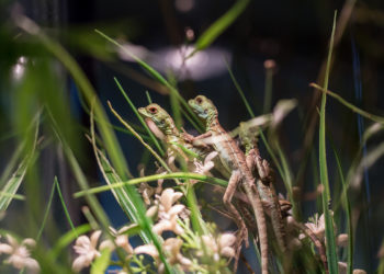 Quel est l'animal le plus facile à élever ?