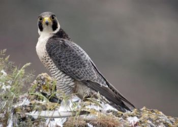 Quel est l'oiseau le moins rapide du monde ?