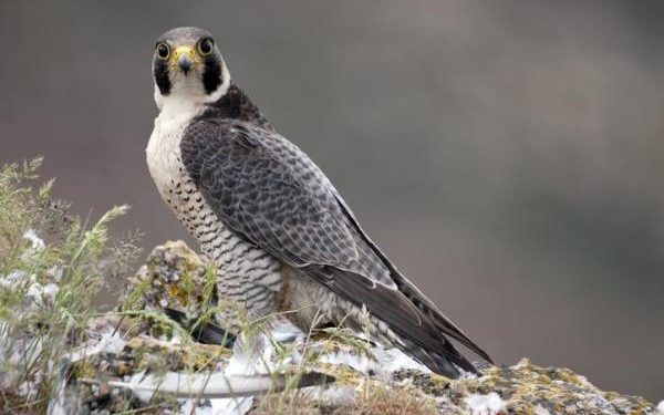 Quel est l'oiseau le plus rapide du monde ?